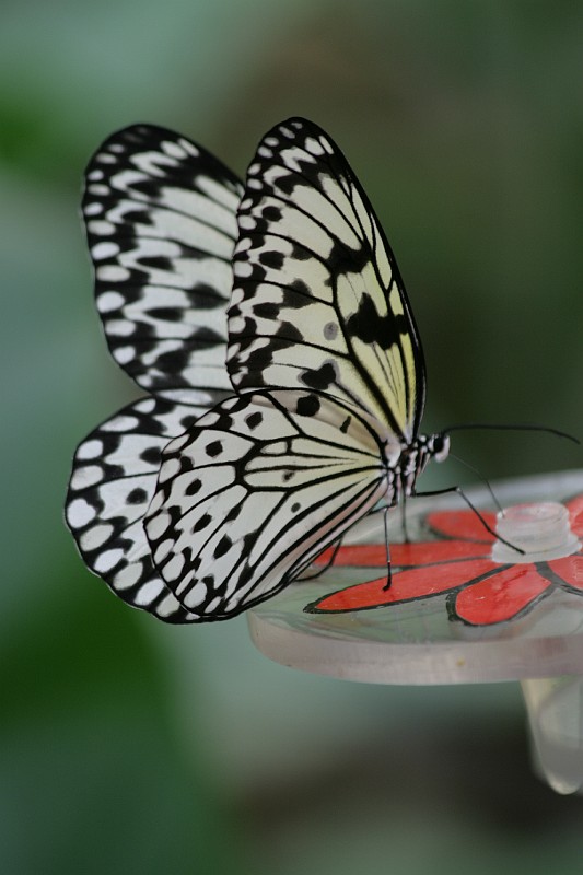 Fotoclubje Blijdorp 2008-76.jpg